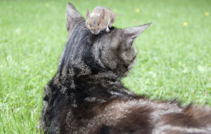 cat and mouse
