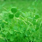 shamrocks