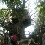 boy treehouse