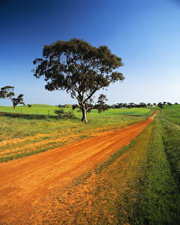 A dirt road through a green field with a tree.