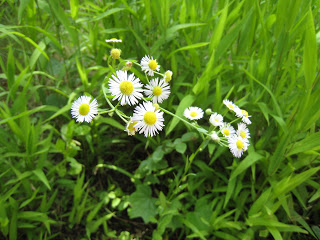 A close up of white flowers in the grass.