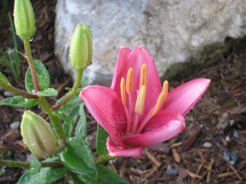 A pink flower on a plant with a rock behind.