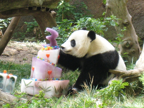 A panda bear sitting in the grass, with a birthday cake.