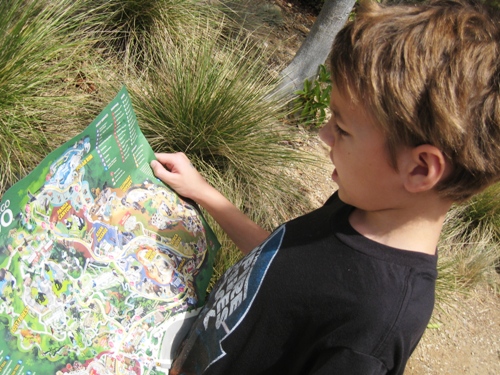 A little boy reading a map standing in the grass at the zoo.