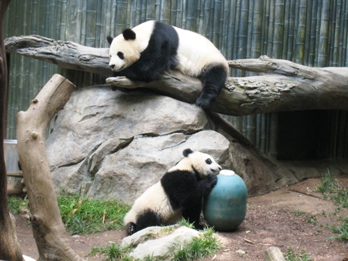 Pandas 