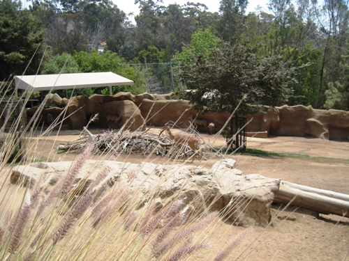 A view of animals through tall grass at the zoo.