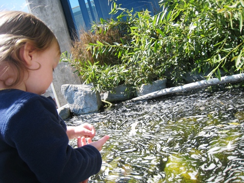 A young girl playing in tide pool at aquarium.