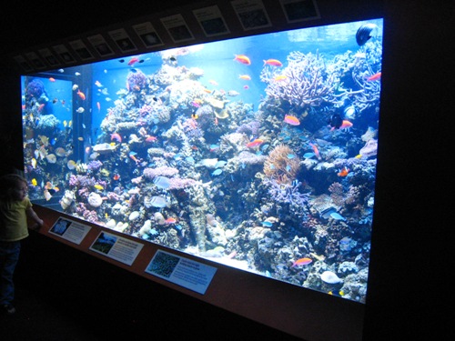 A fish tank at the Monterey Bay Aquarium.