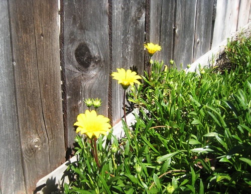 yellow flowers