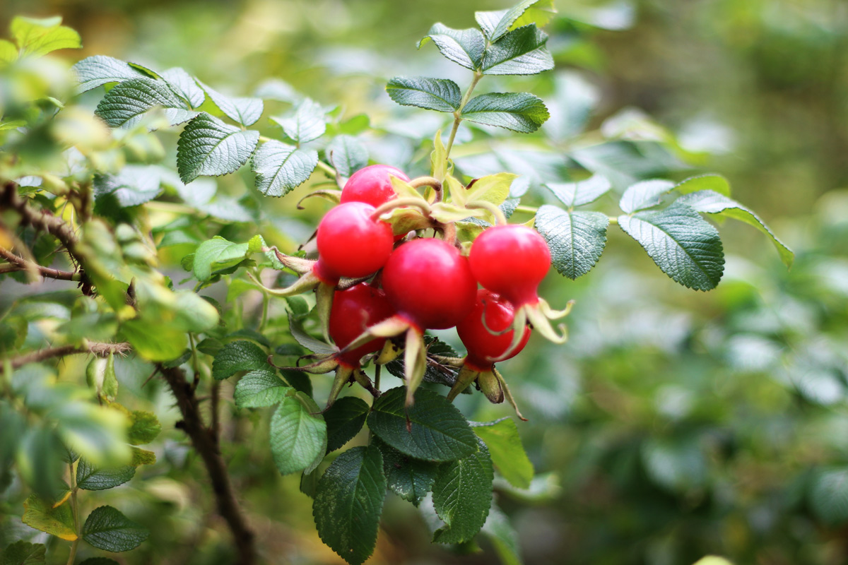 cluster of rosehips on plant in fall.