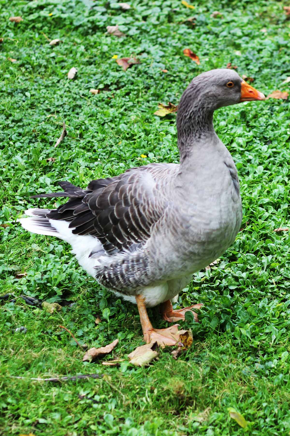 a wild goose on the grass with leaves nearby.