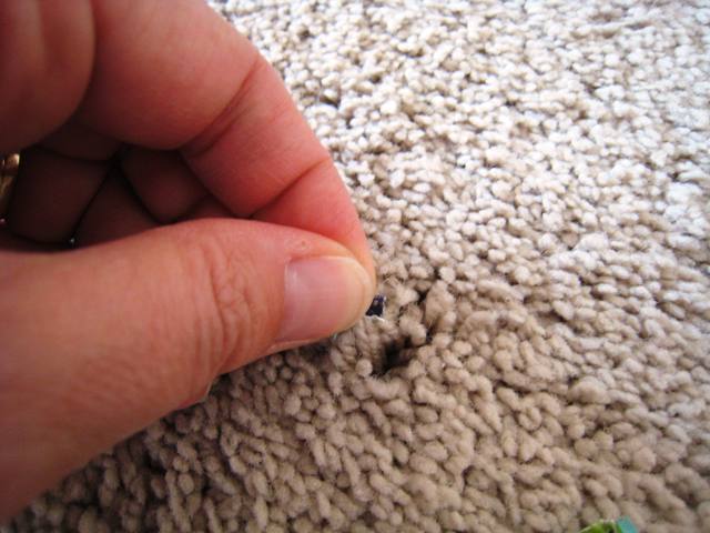 How to Remove a Band-aid from Carpet | Life as MOM