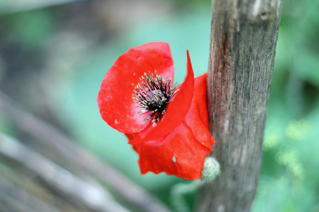 red flower