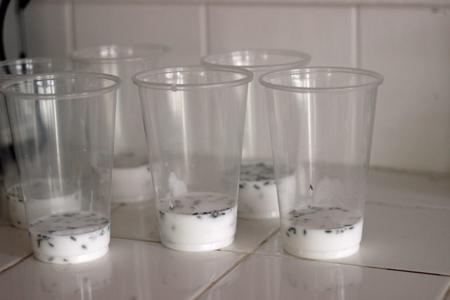 Lavender Soap in cups