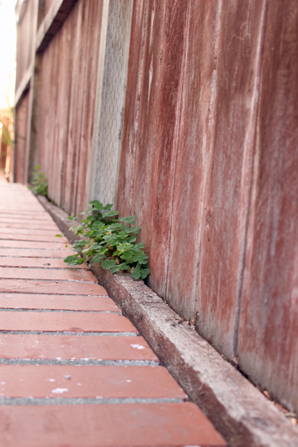 fence with clover