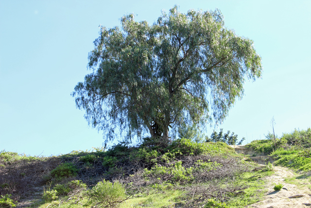 weeping willow