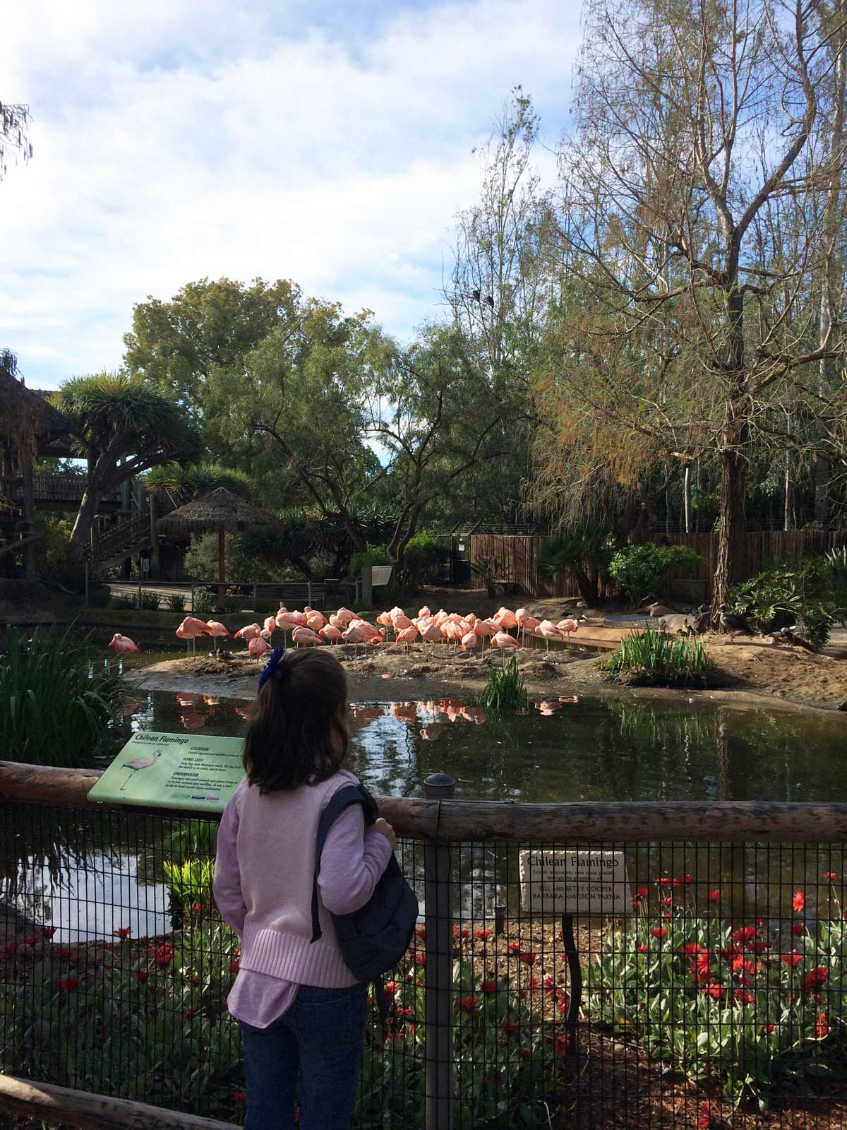 girl in a pink sweater watching the flamingos at the zoo on a sunny day.