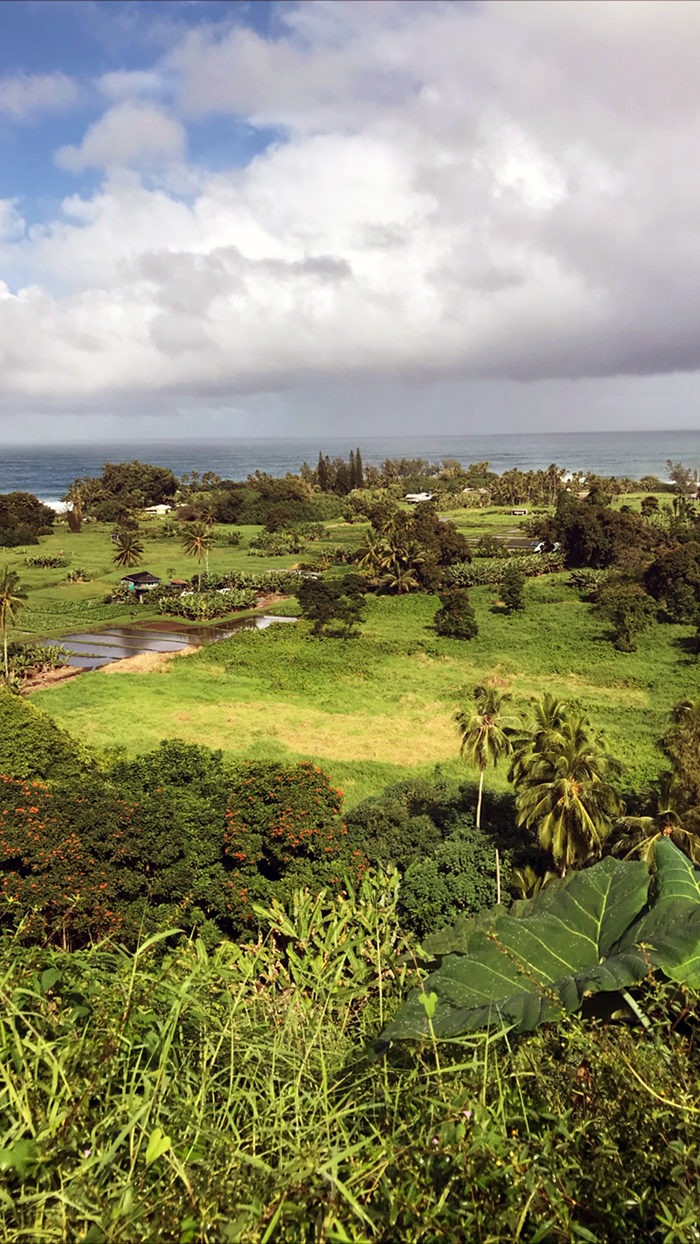 maui farm on a rainy day