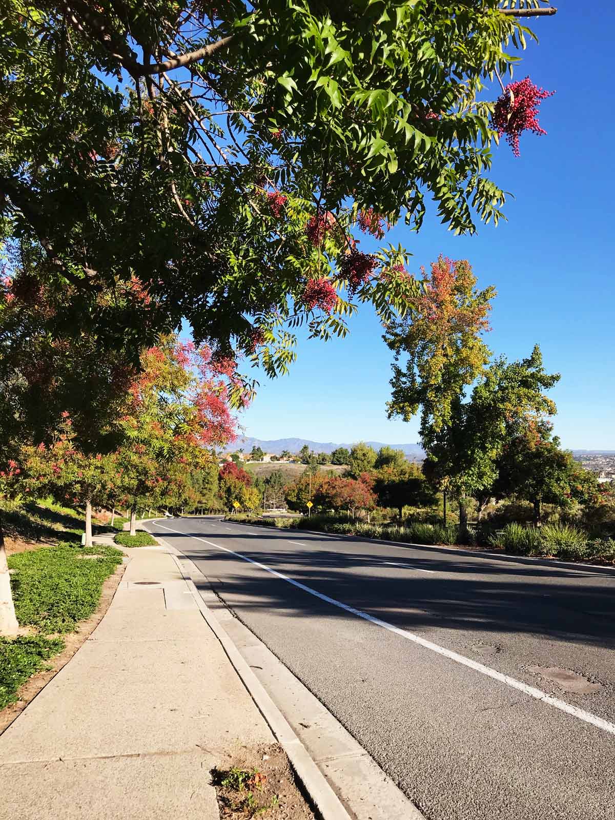 trees that are changing to fall colors along a deserted boulevard on a sunny day.