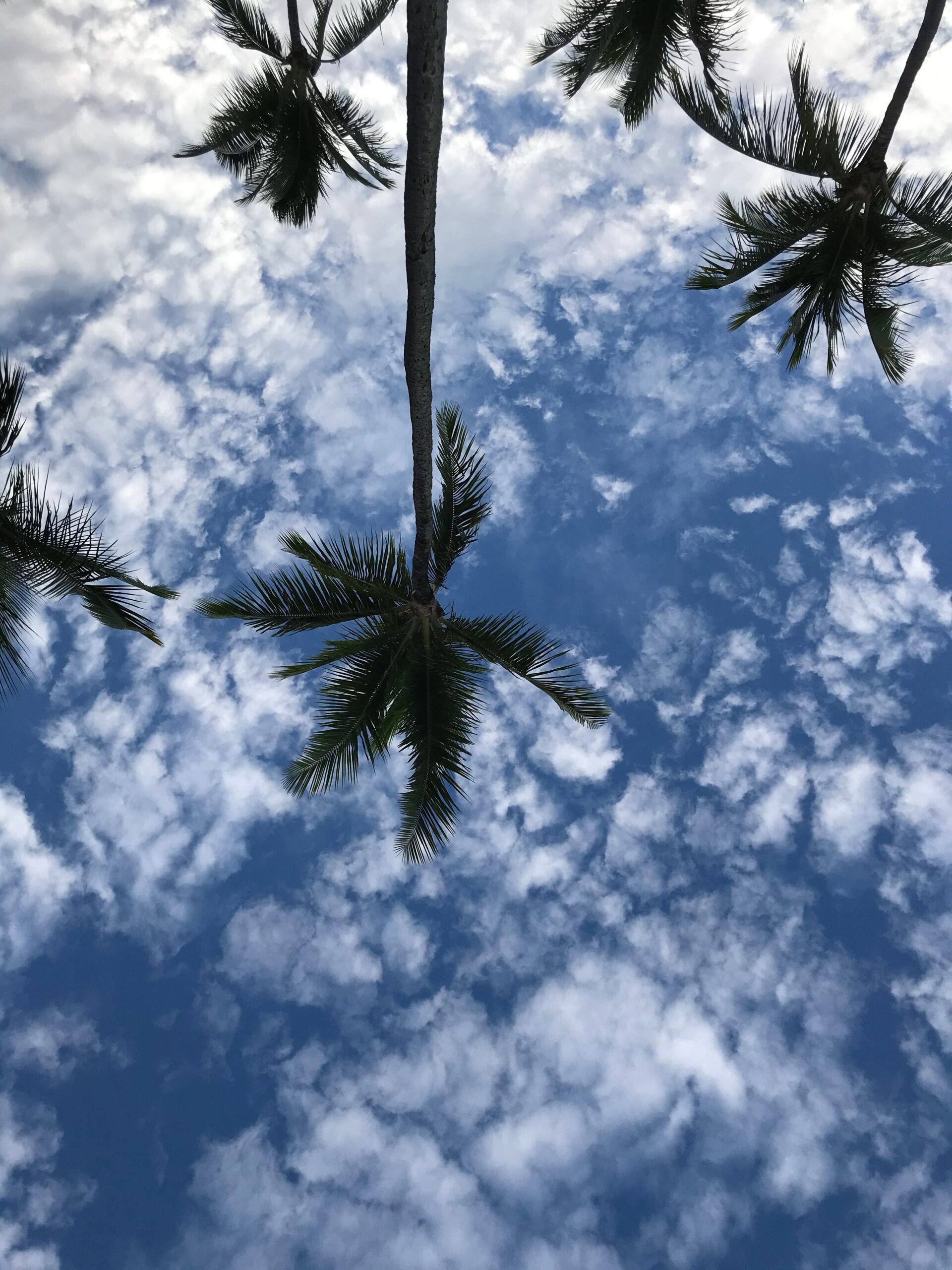 upside down palm trees against a blue sky with white puffy clouds.