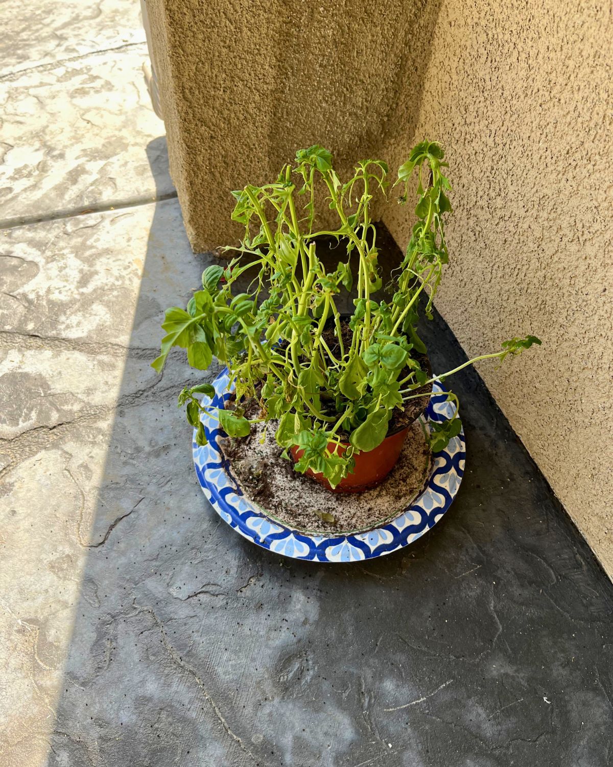 droopy basil plant eaten by an animal.