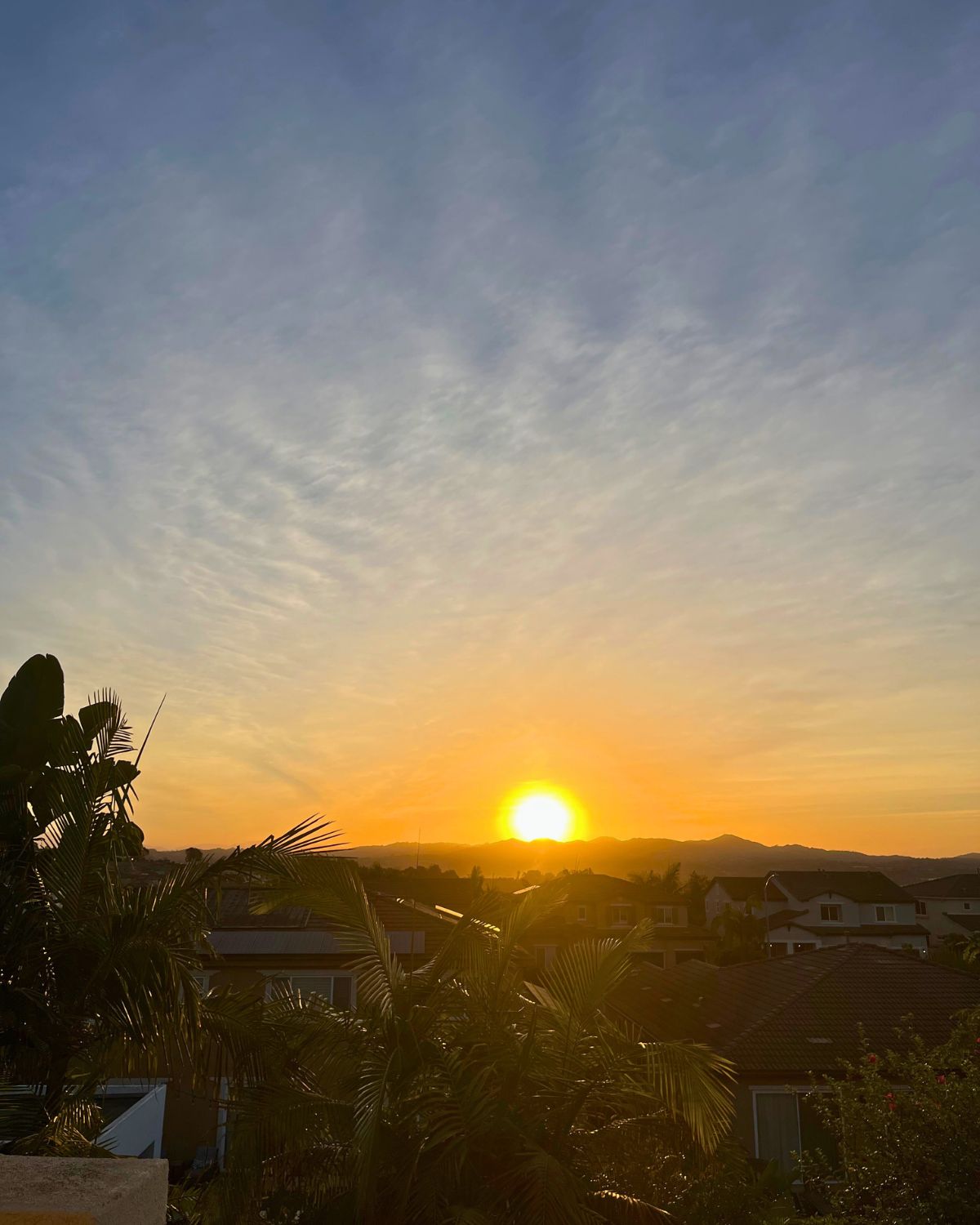 sunrise with a palm tree in the foreground.