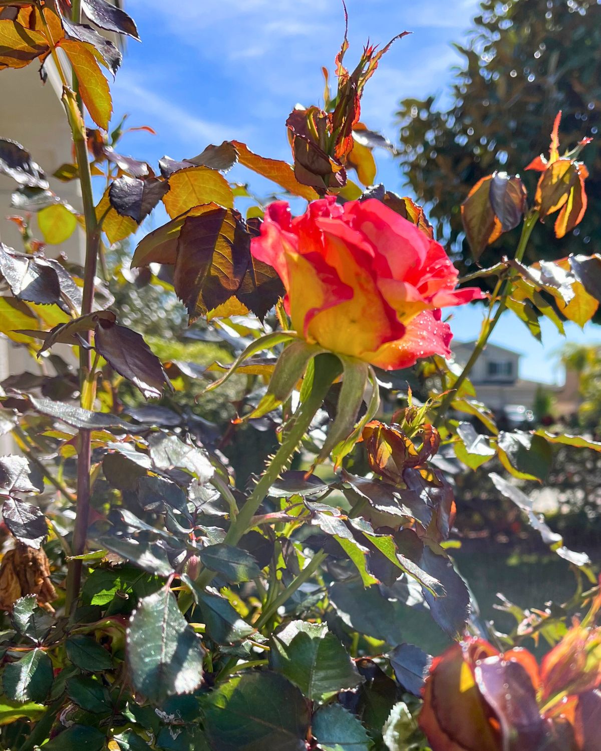 close up of yellow pink rose on bush with blue sky behind.