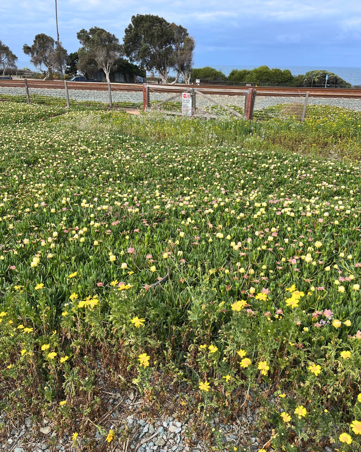 flowers along the coastal rail trail.