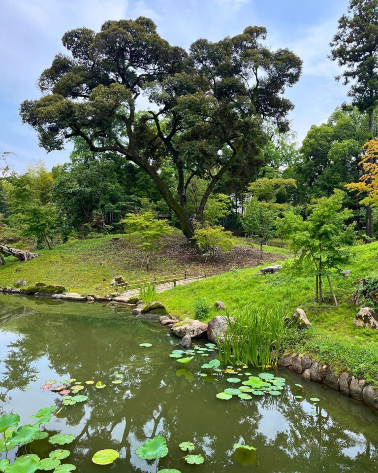 Korakuen garden with water and trees.