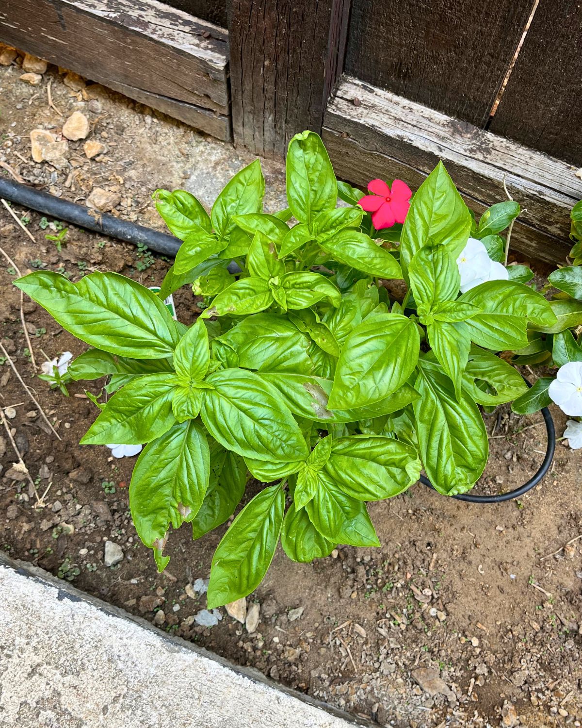 basil plant in the dirt with drip piping and a flower plant nearby.