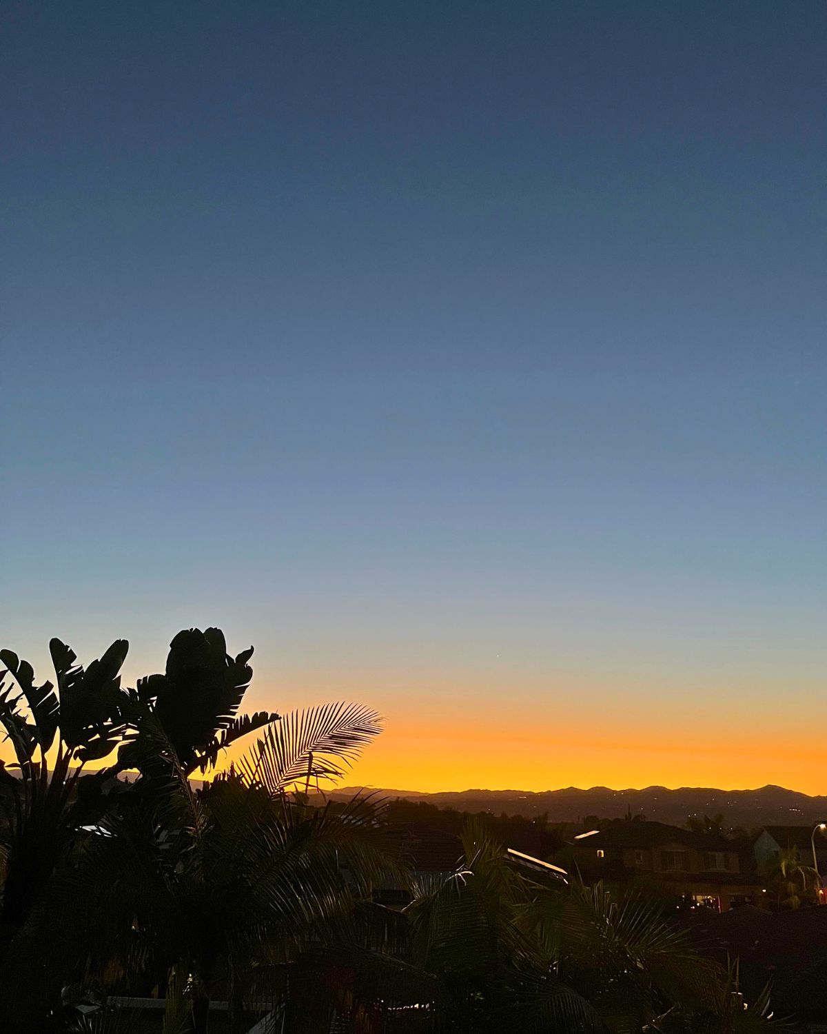 sunrise with orange and blue, palm fronds in the foreground.