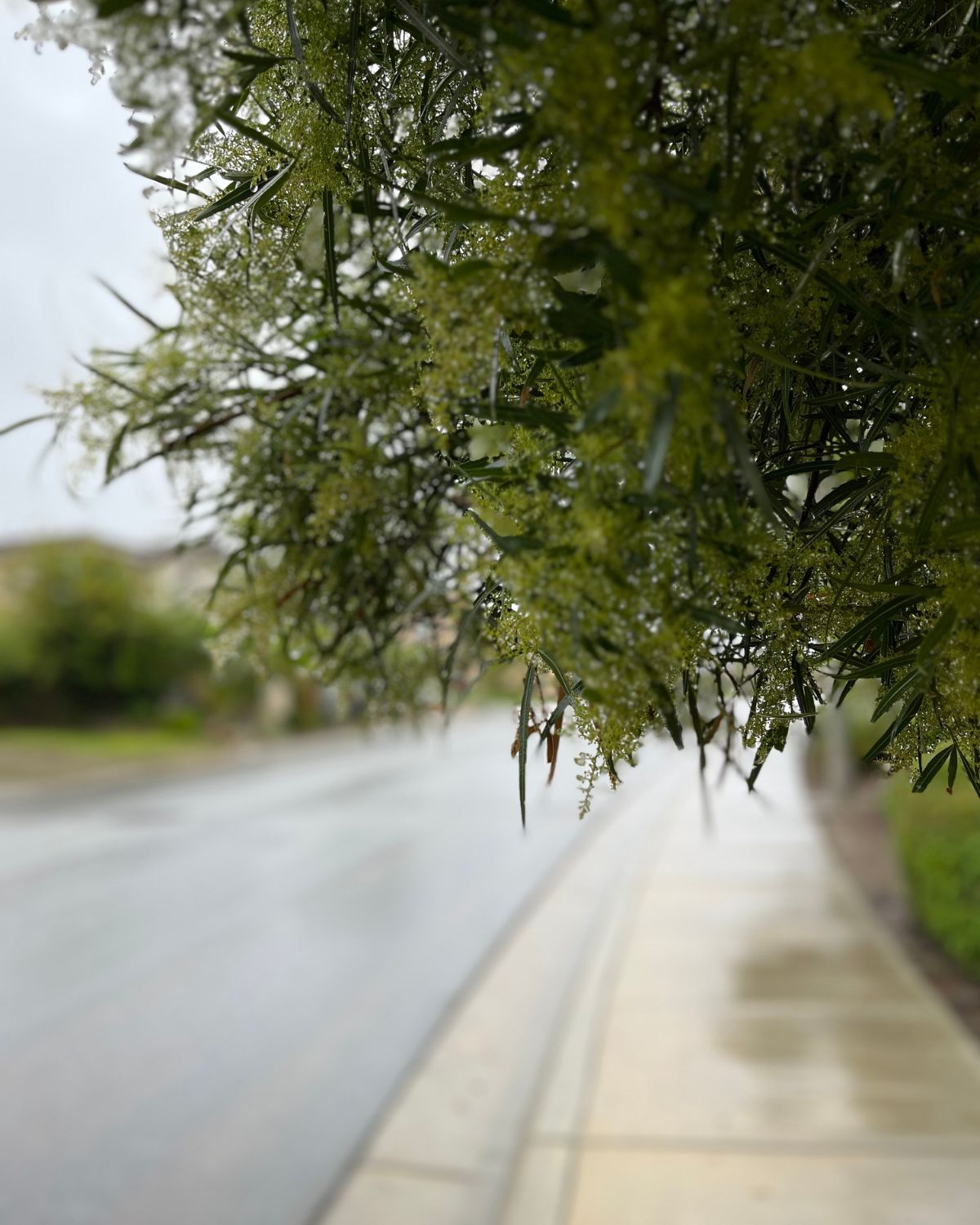 tree dripping with rain along wet street.