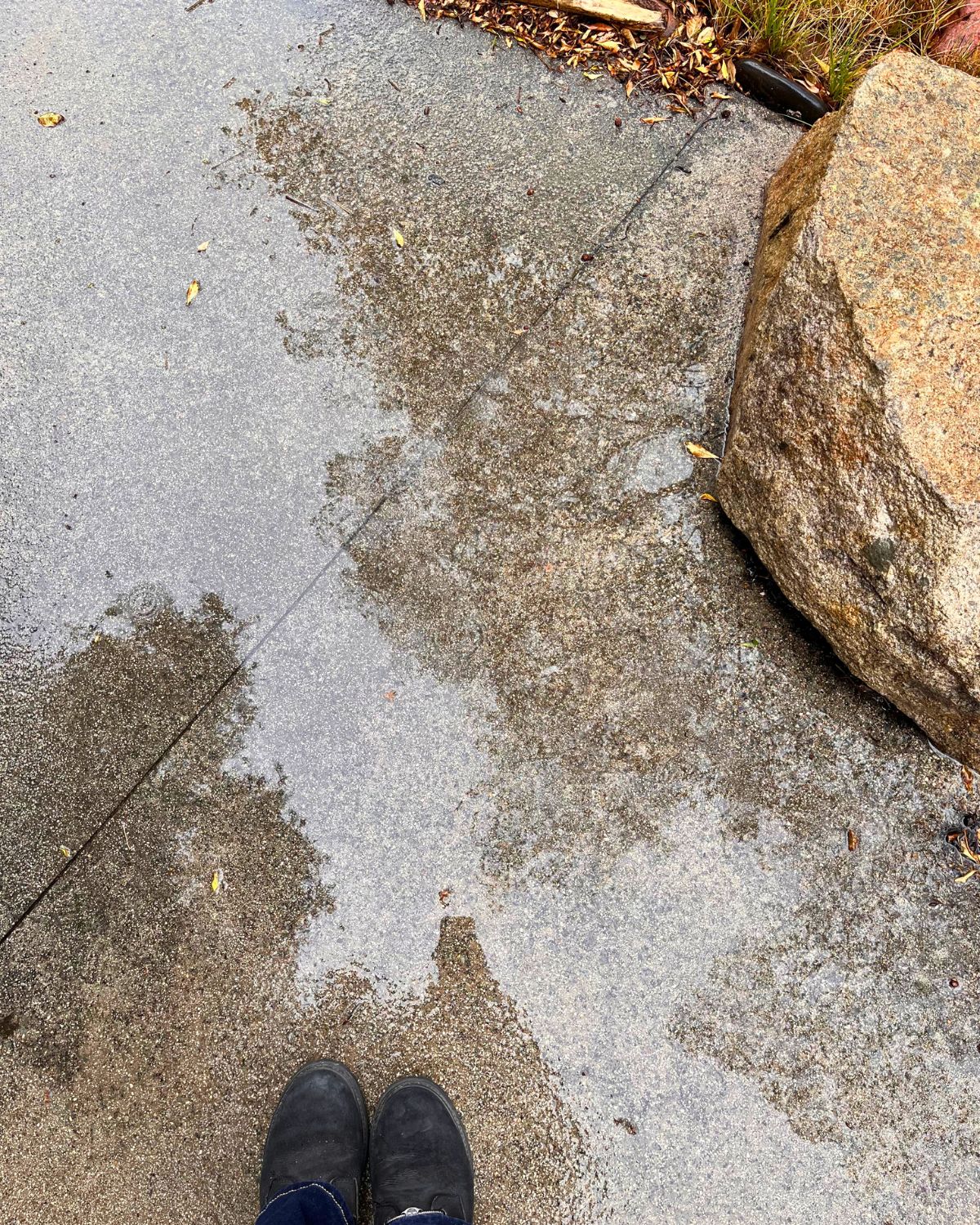 trees reflected in puddle of water.