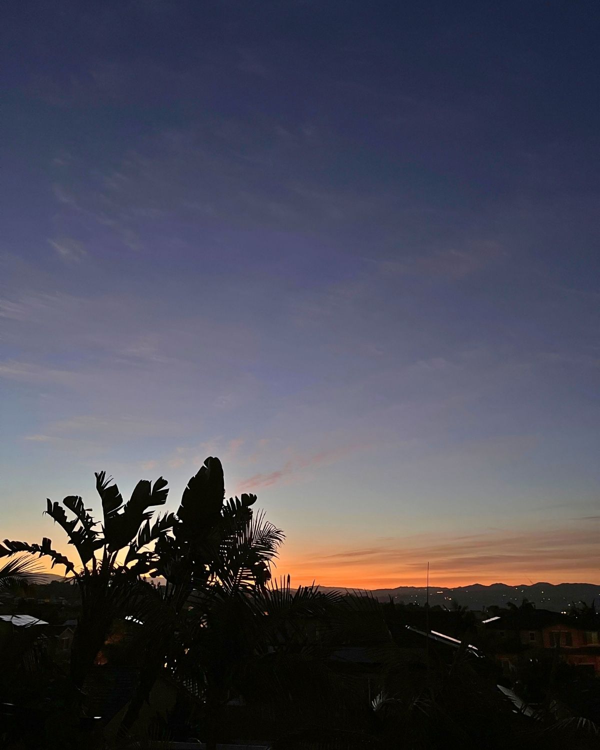 sunrise over the palm trees with a blue cloudy sky.