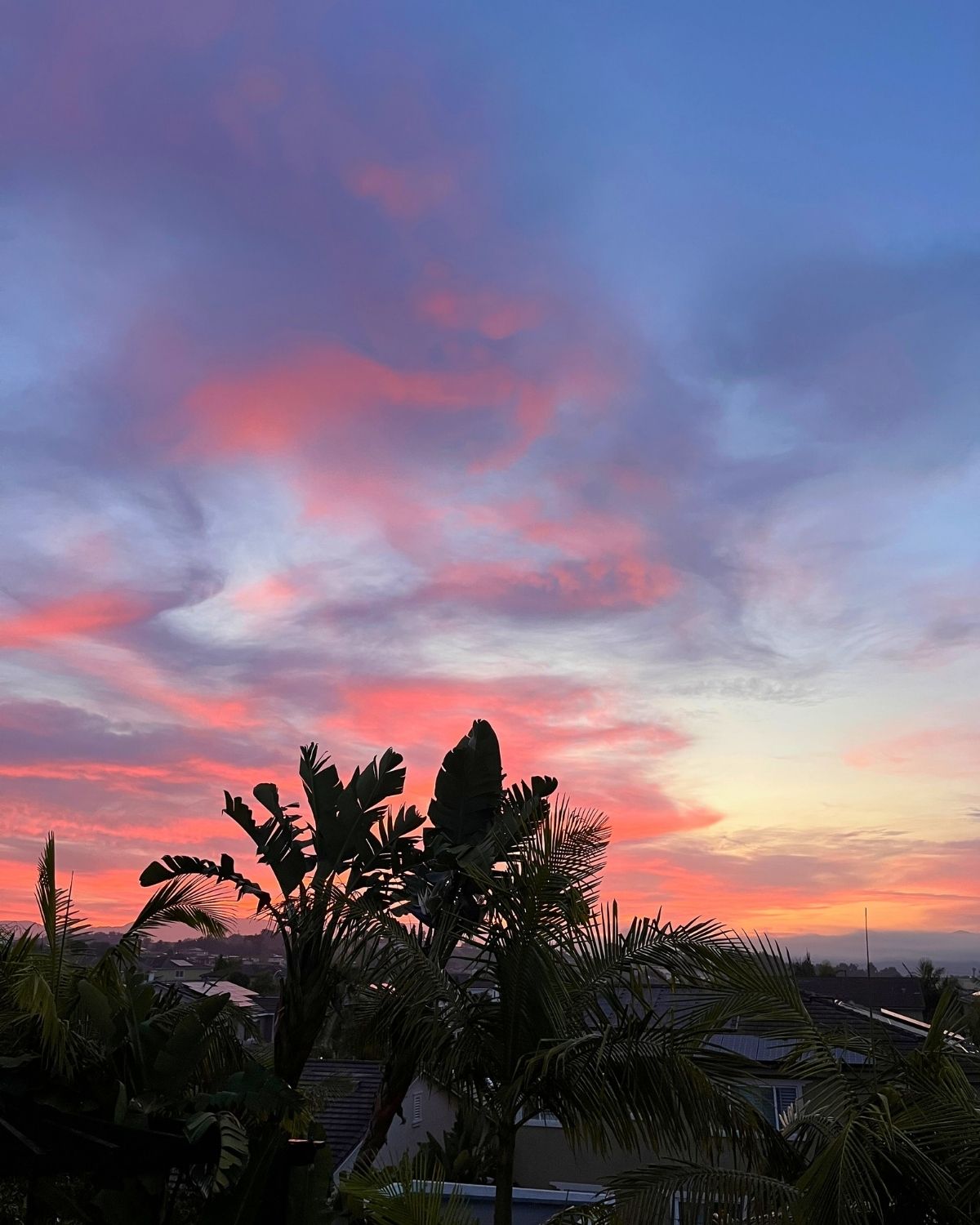 april sunrise with loads of pink clouds and a palm tree in foreground.