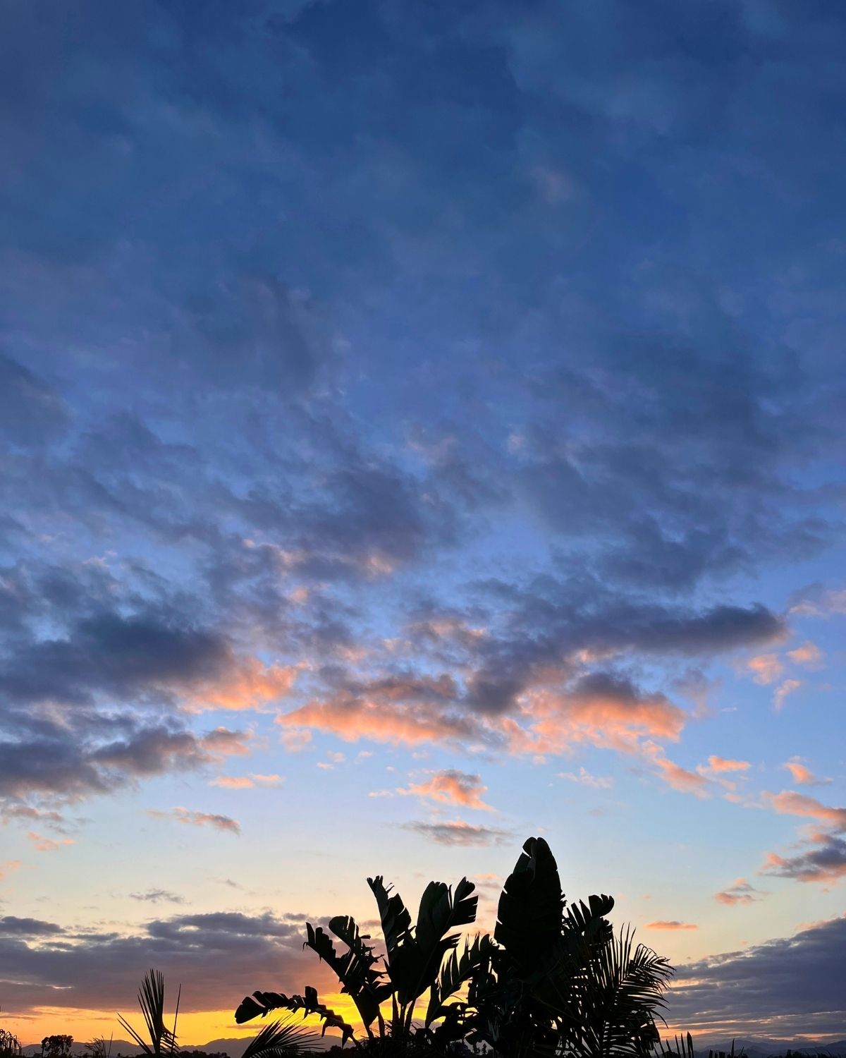 pink an blue sunrise with palm trees in foreground.