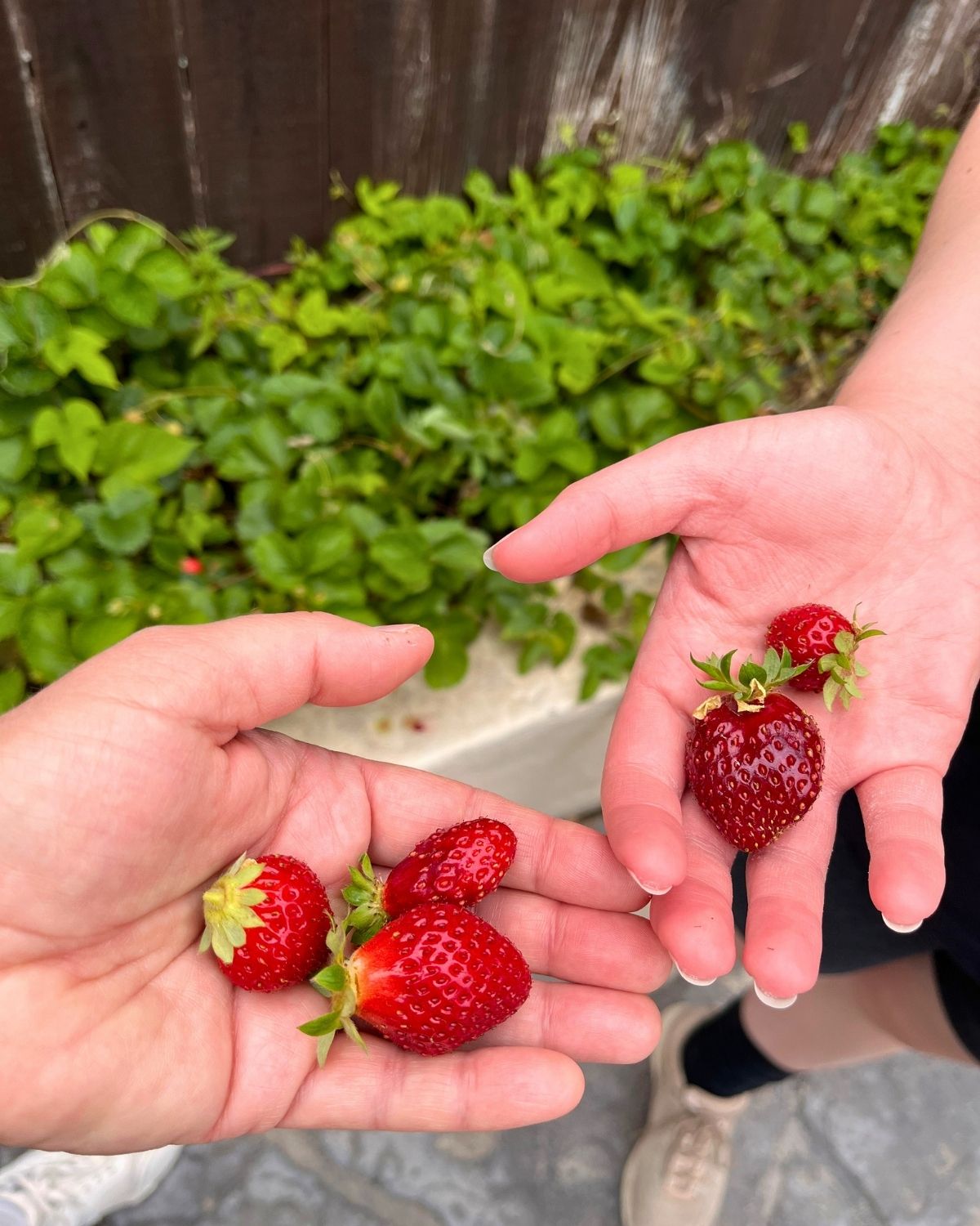 handfuls of strawberries with bushes in the background.