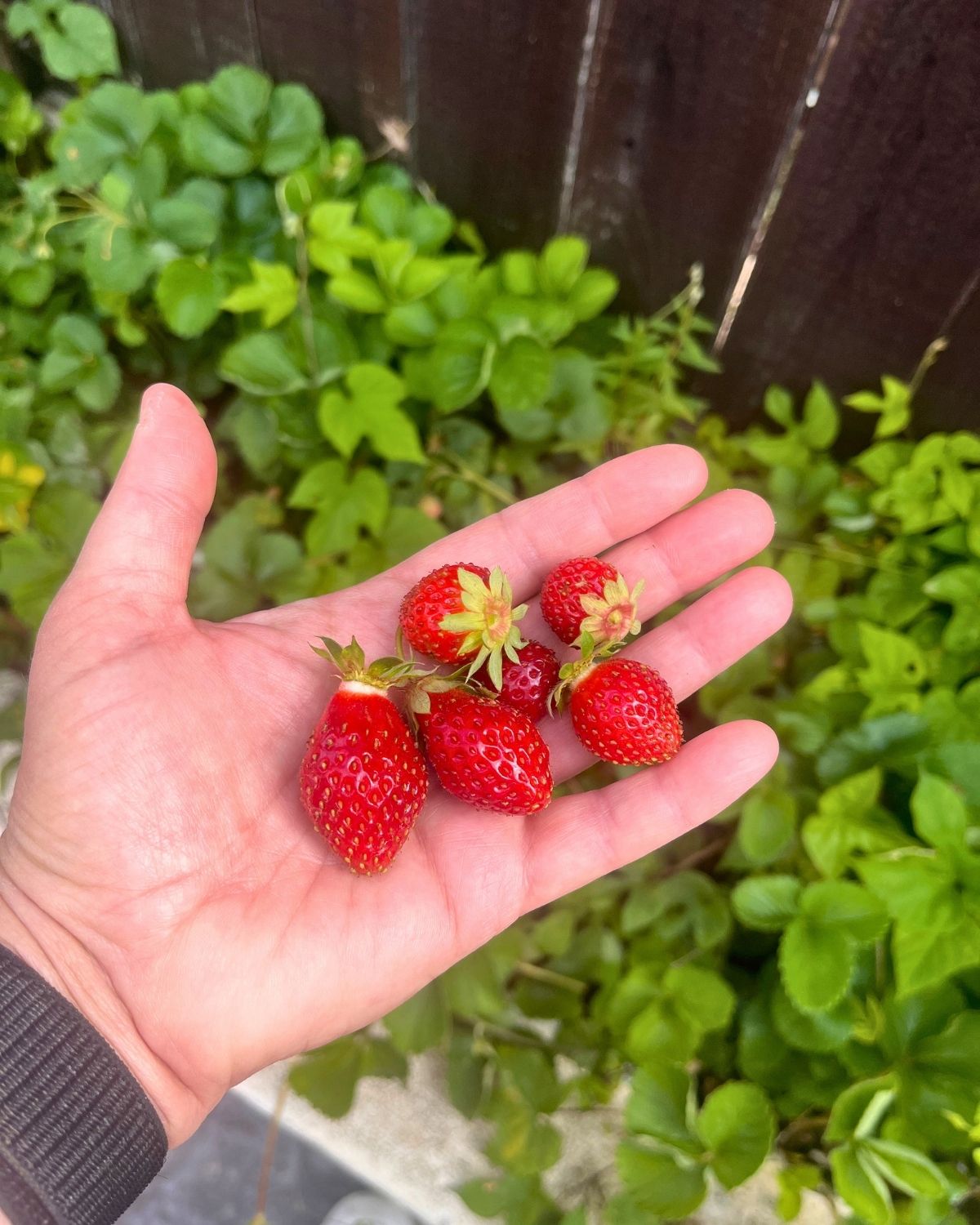 handful of homegrown strawberries with bushes in the background.