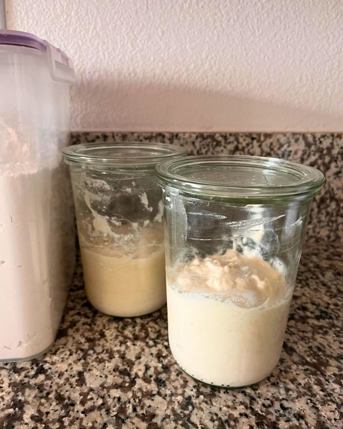two jars of sourdough starter on counter next to bucket of flour.