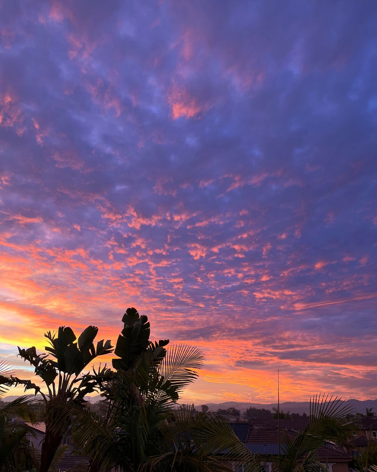 purple, pink, and yellow sunrise with palm trees in the foreground.