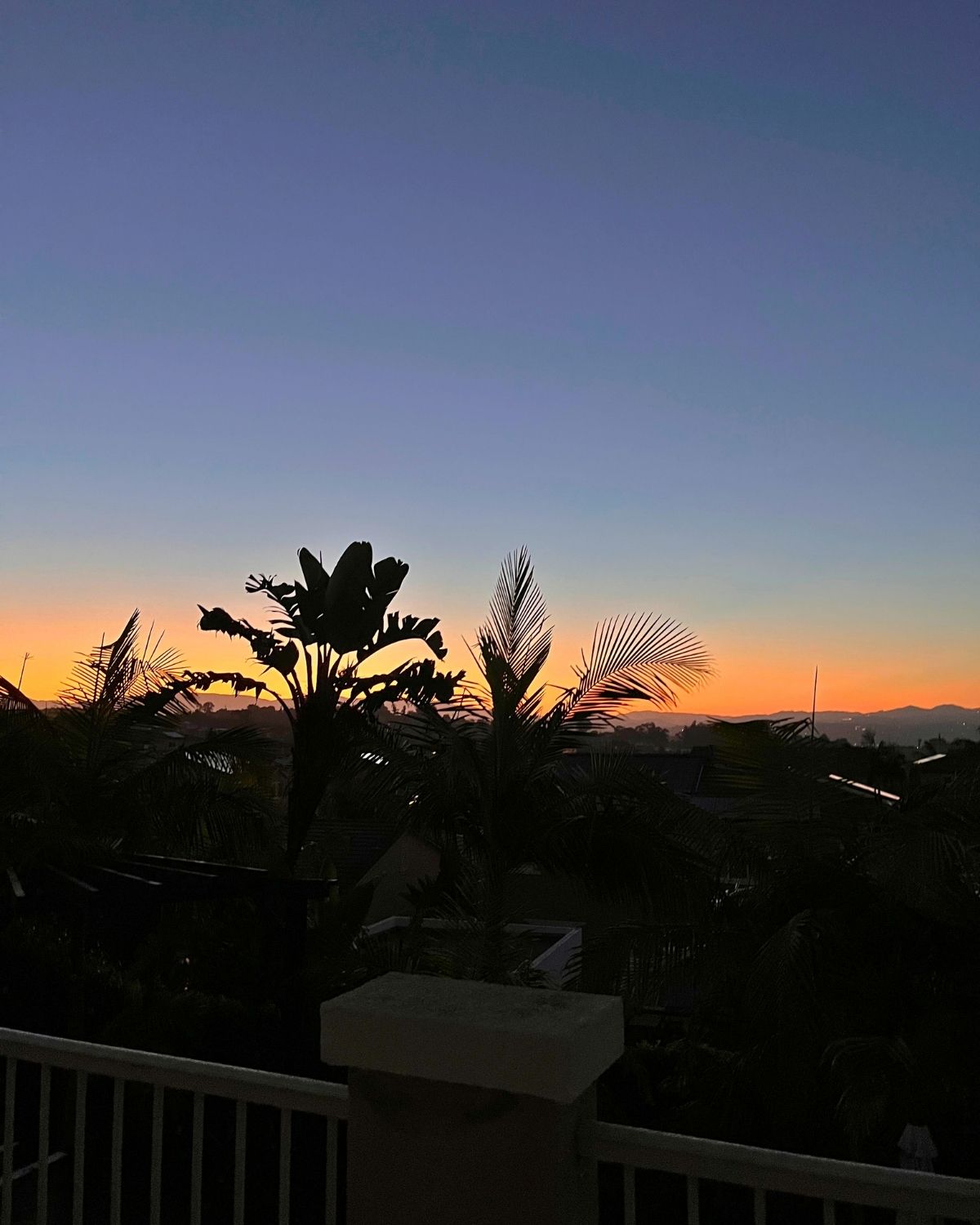 sunrise with palm trees.