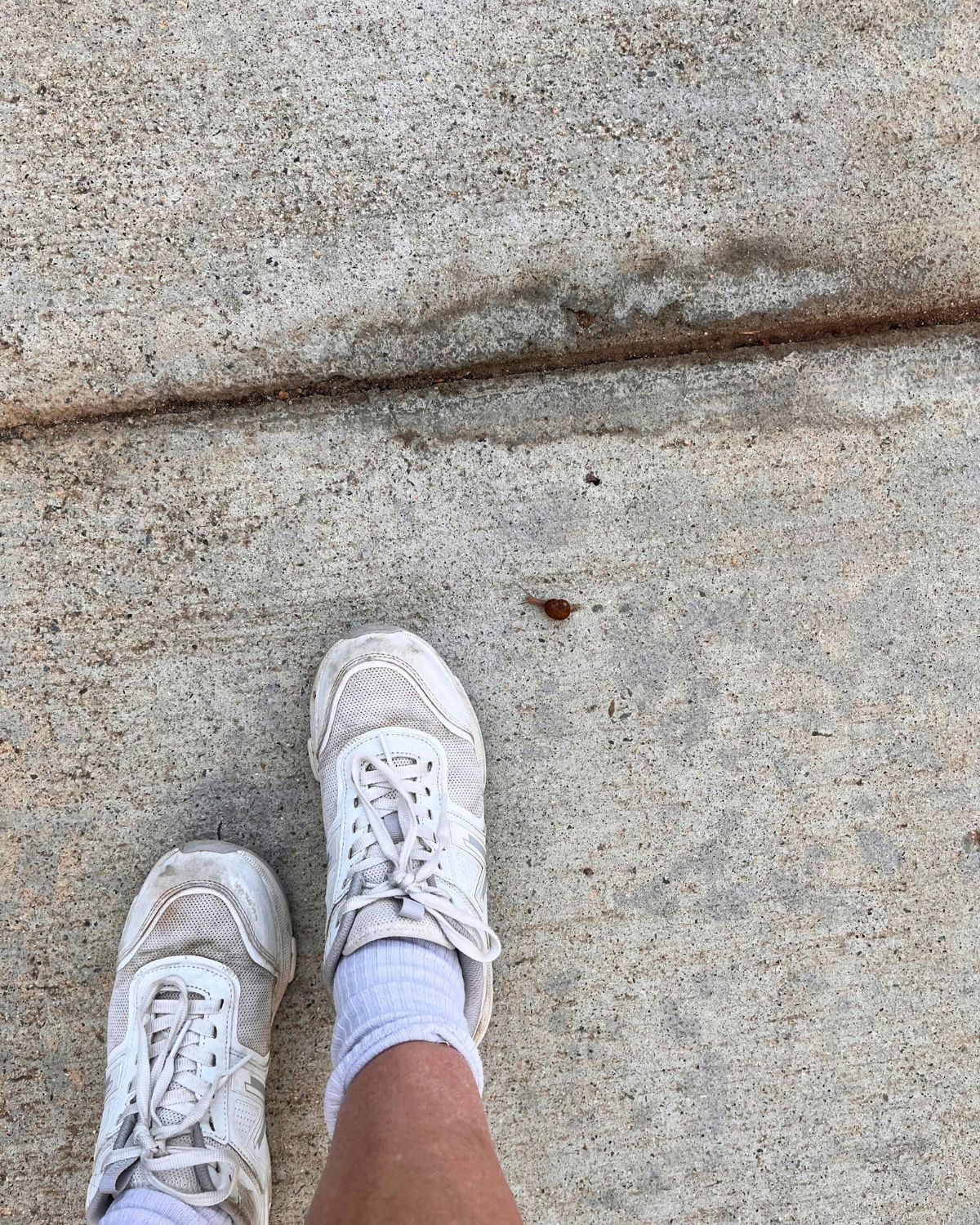 tiny snail on sidewalk by my shoes.